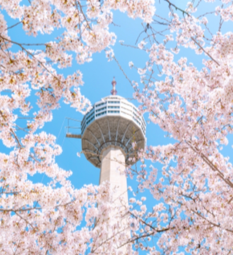 벚꽃 축제 일정 2024 벚꽃 만개 시기