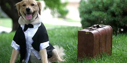 반려동물 장례지도사