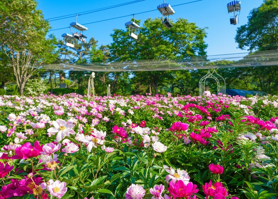서울대공원 장미축제