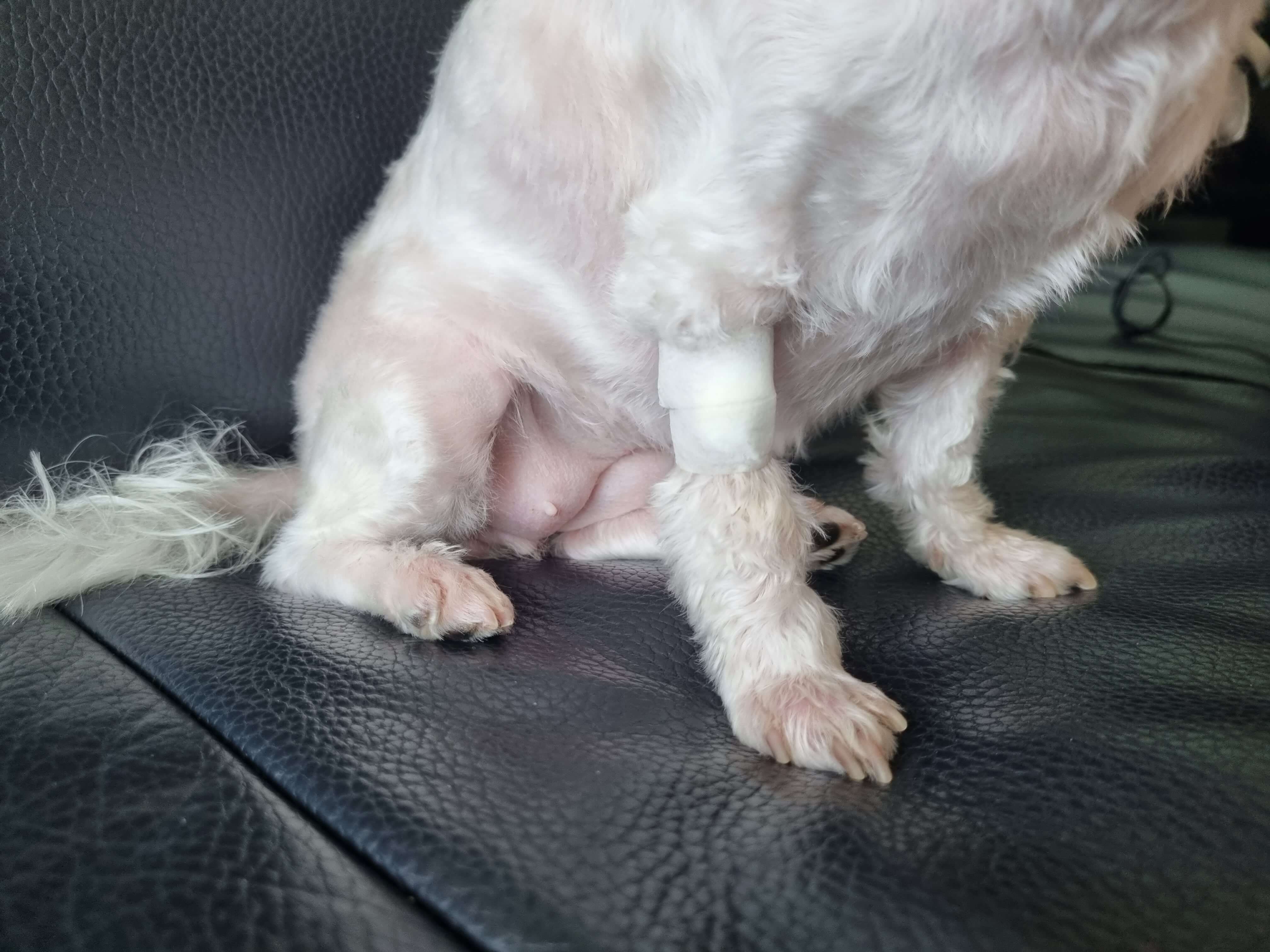 강아지 링겔 위치