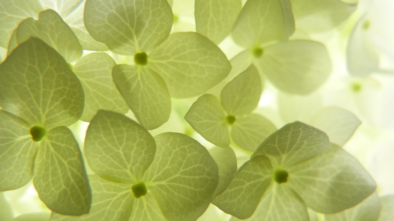 여름 화담숲 수국축제 후기｜포토존&middot;입장팁까지
