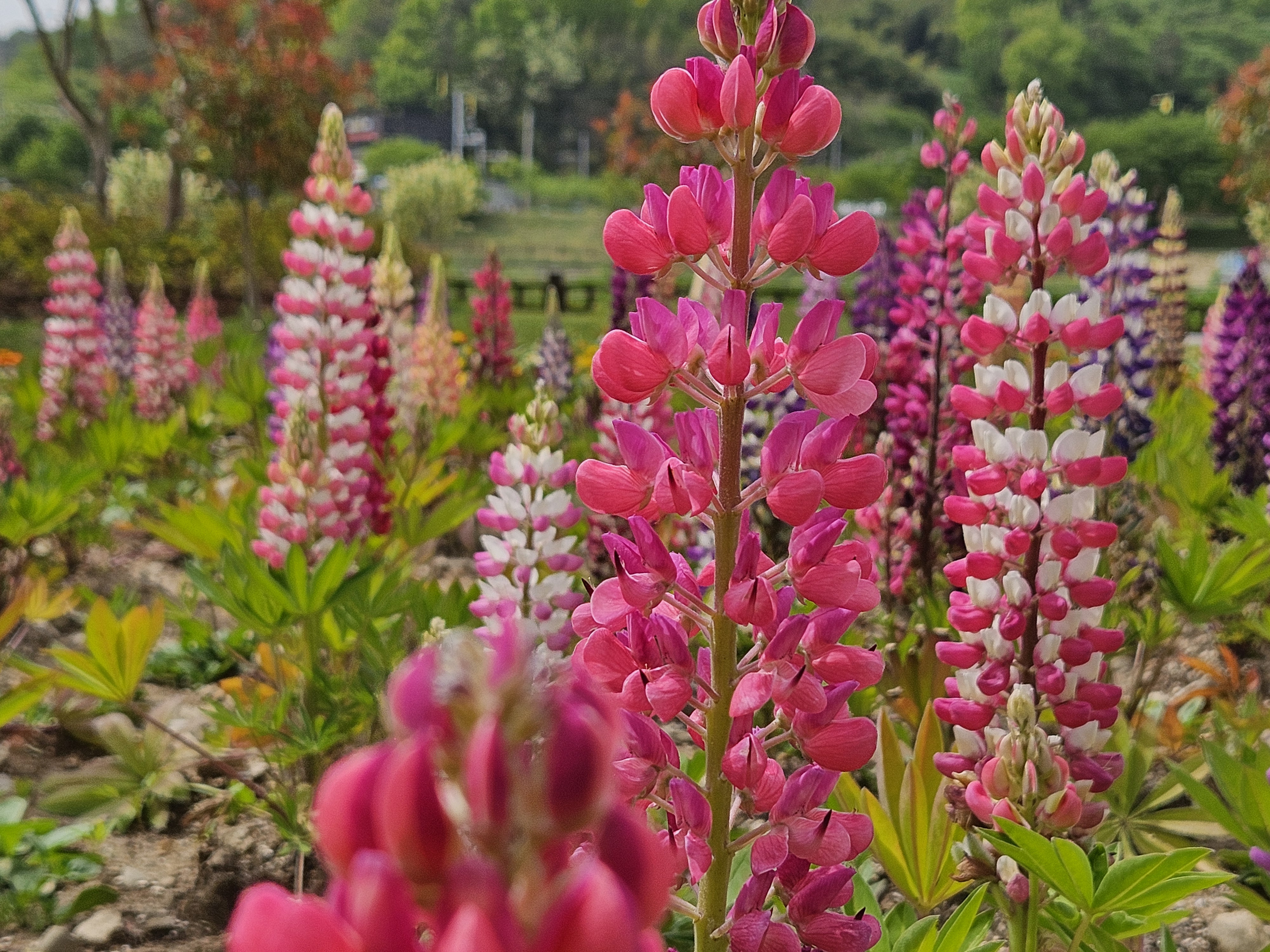 장성 여행 숙박할인 찬스! 꽃길 나들이, 알뜰 관광객 주목!