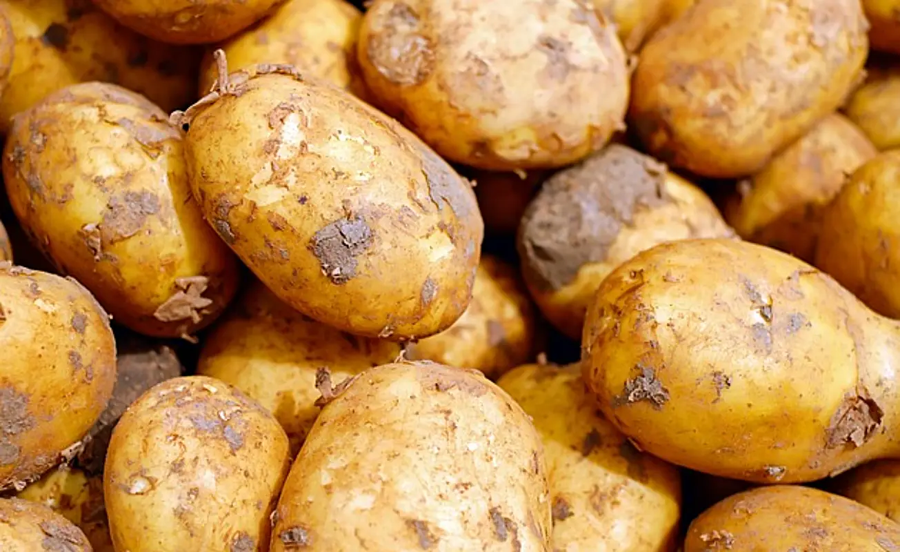 감자 냉동보관법