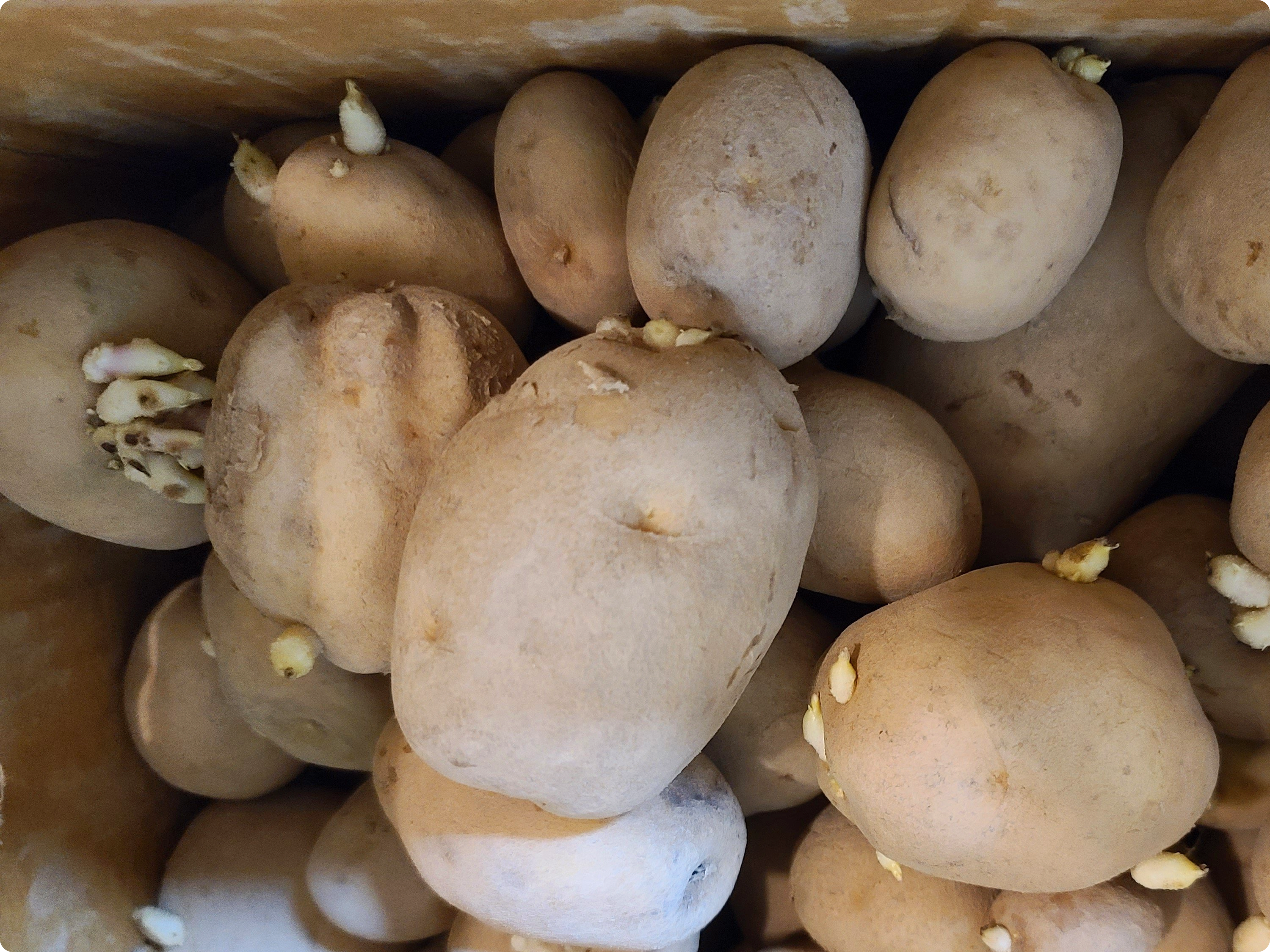 감자-심는-시기