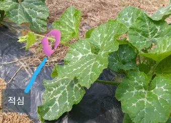 작물 순지르기 유인 기본 토마토 오이 가지 고추 수형관리_10