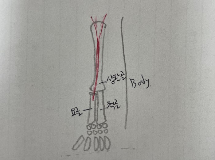 상완과 전완에 대한 간단한 구조를 그린 그림입니다.