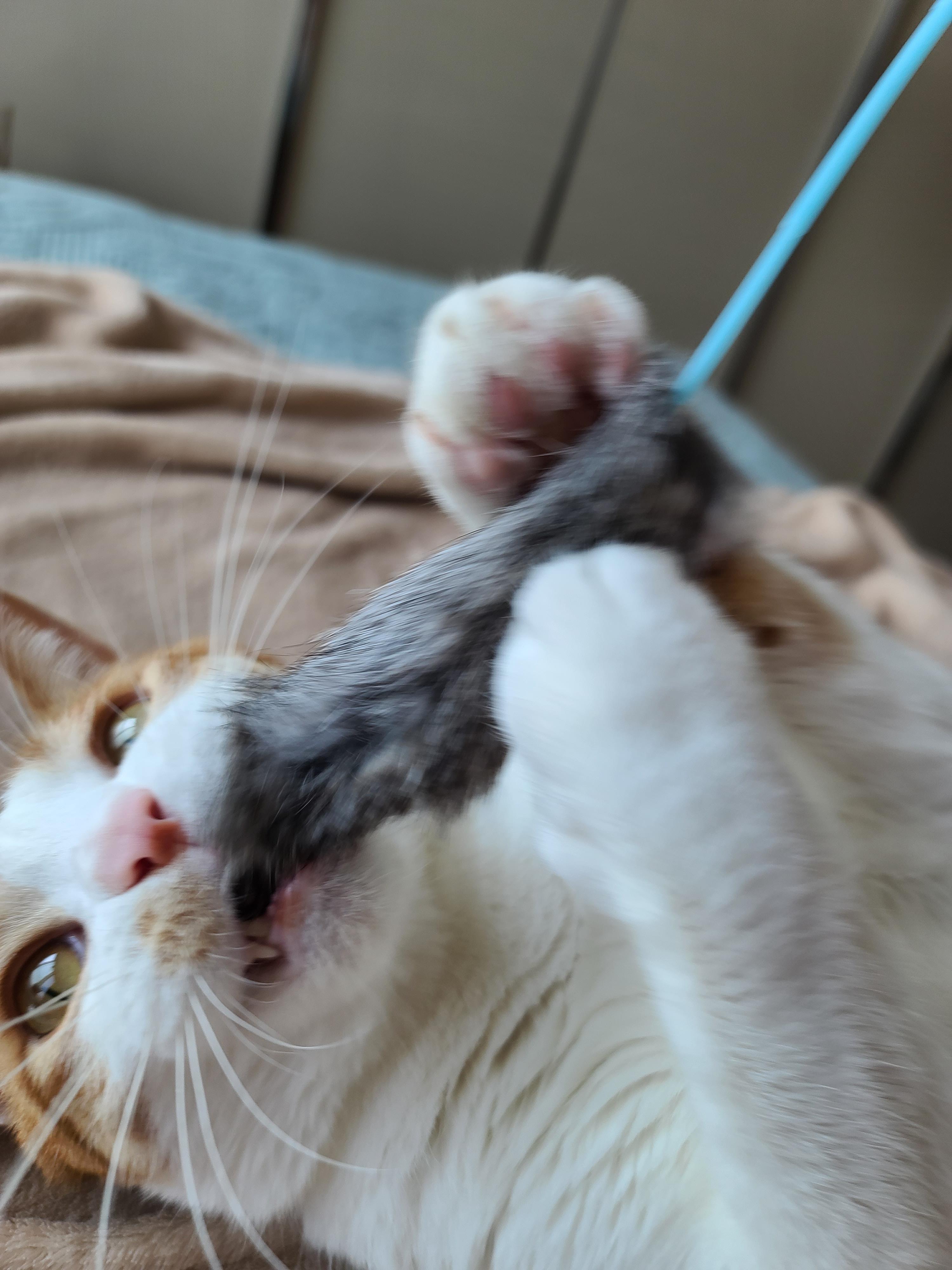 고양이 수염의 역할. 우리집 고양이들의 사냥할때 수염 모양새. 수염발사!! 사진귀여움 주의!