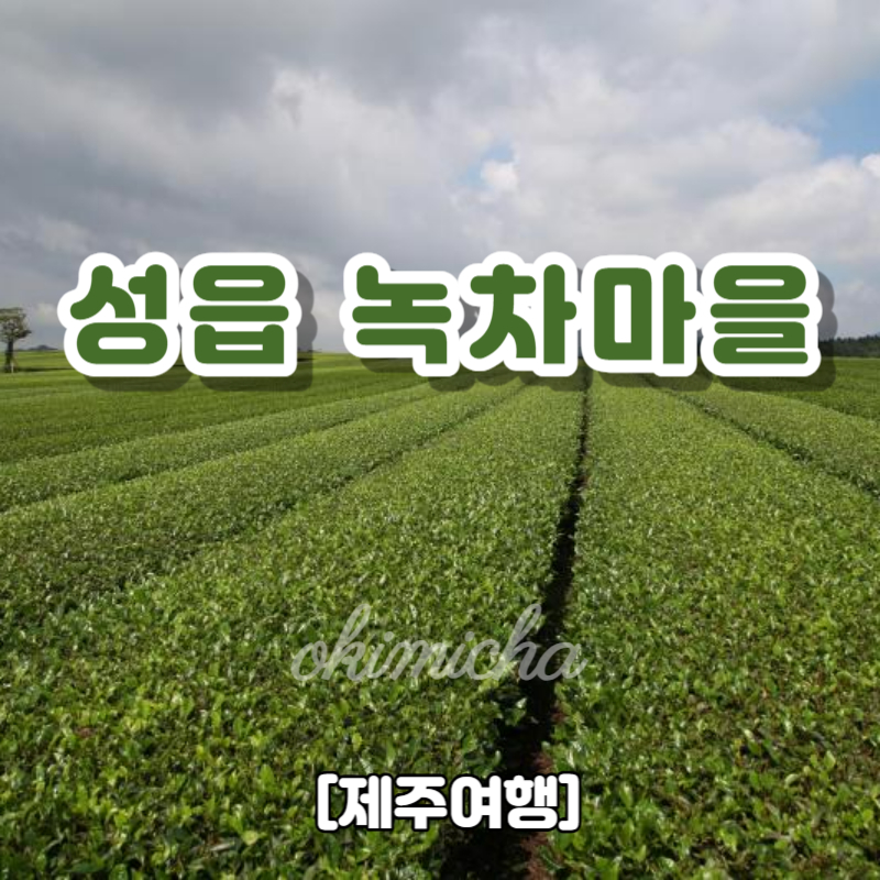 제주여행_성읍녹차마을