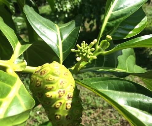 노니 효능 부작용 분말 복용법 59