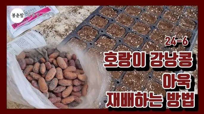 강낭콩 재배 파종 간격 잡초 억제 멀칭 요령_3