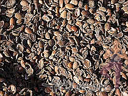 식용 아르간 오일 효능