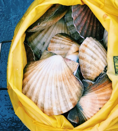 5월 해외여행 노로바이러스 해산물