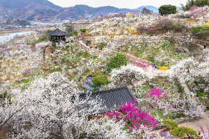 매화-마을