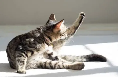 &amp;quot;고양이