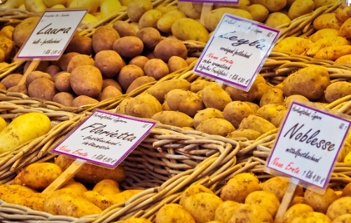 감자-보관-방법