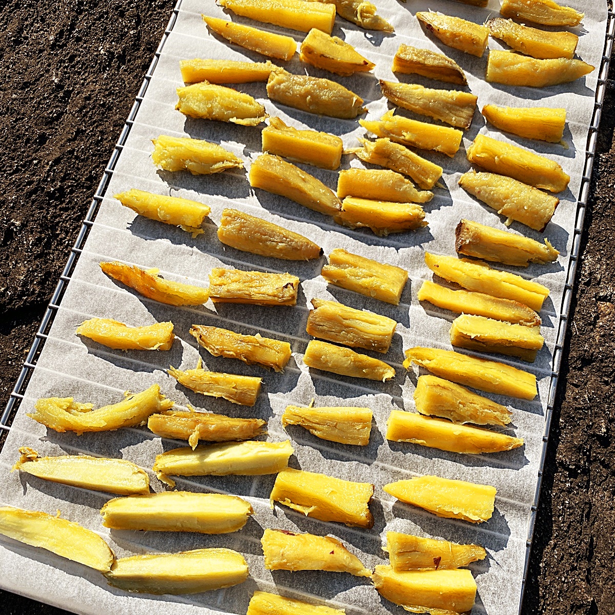 바위에 고구마 널기