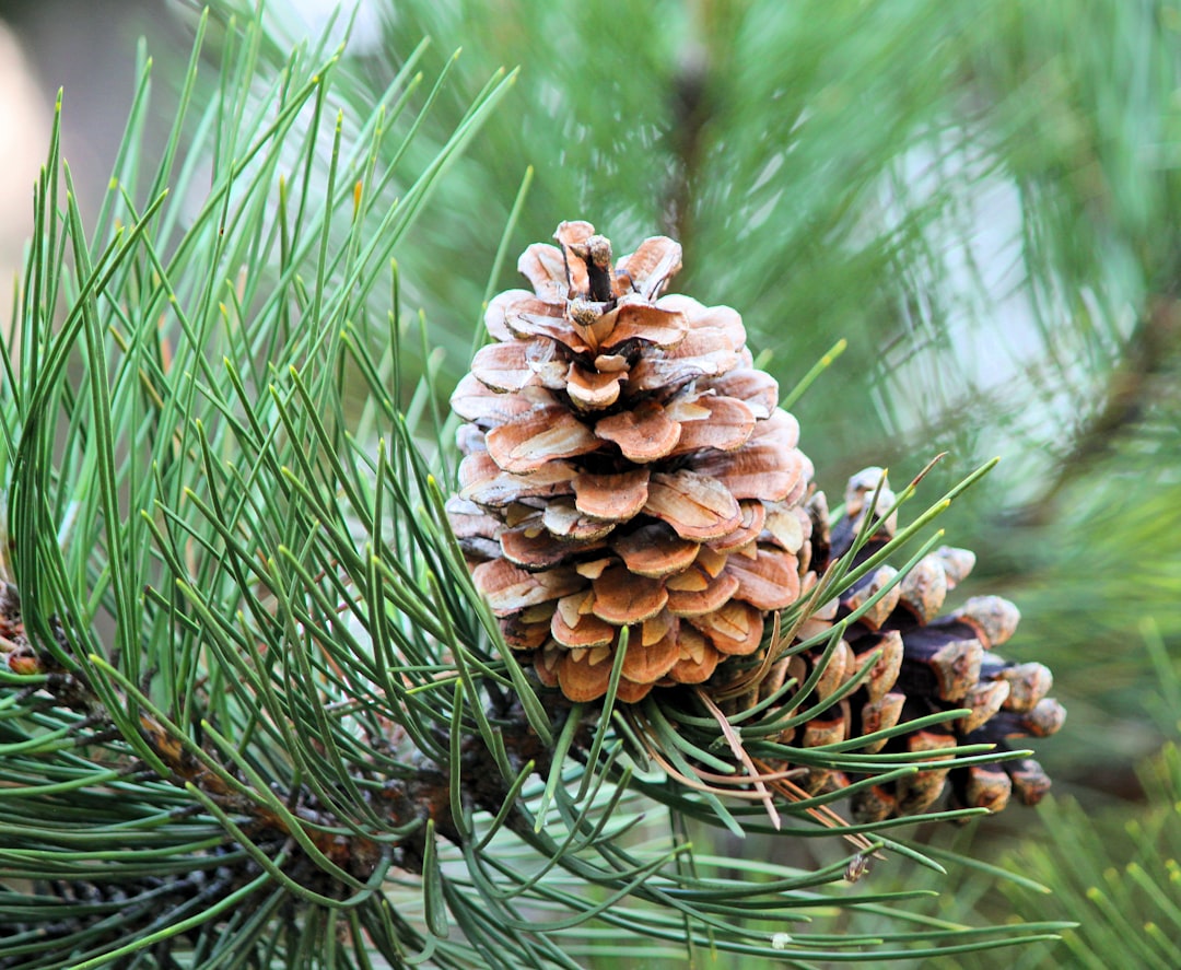 Pine nut