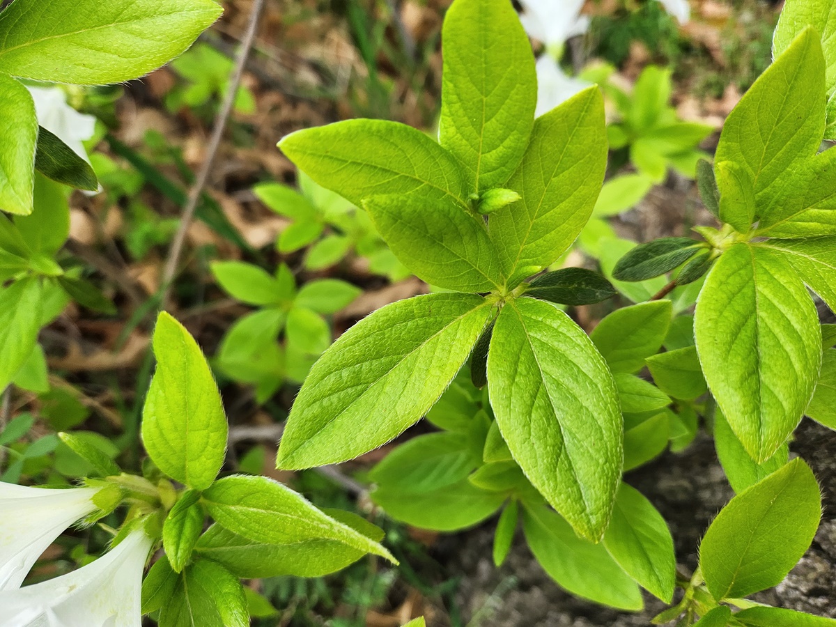 흰산철쭉