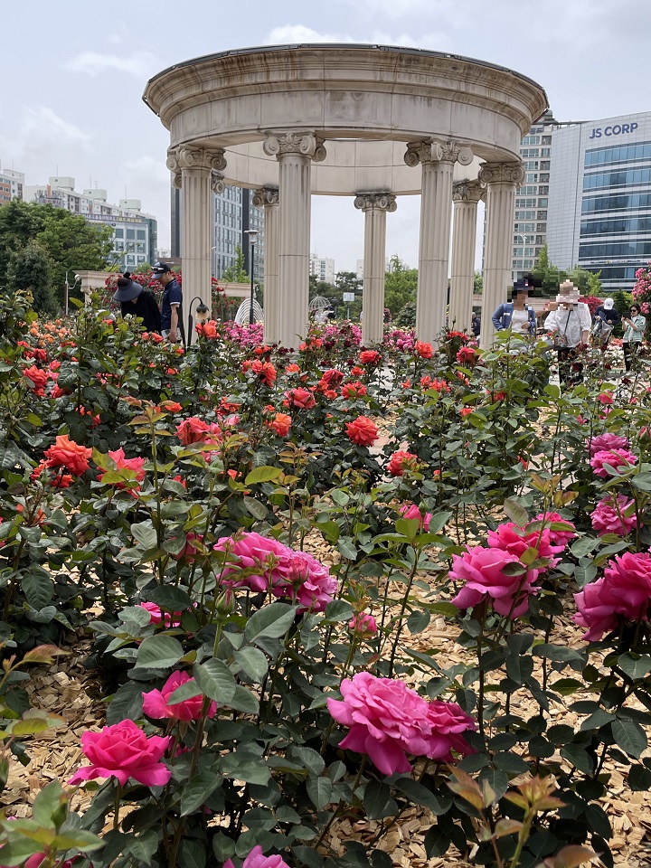 올림푸스 신전 앞 장미꽃