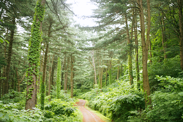 잣향기푸른숲