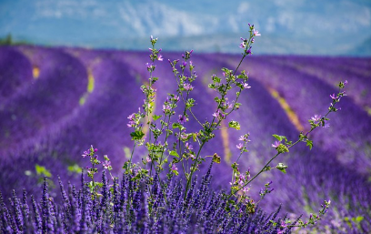 프로방스에서 찾은 프랑스 남부의 낭만