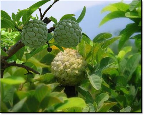 체리모야는 맛있고 건강에도 좋다