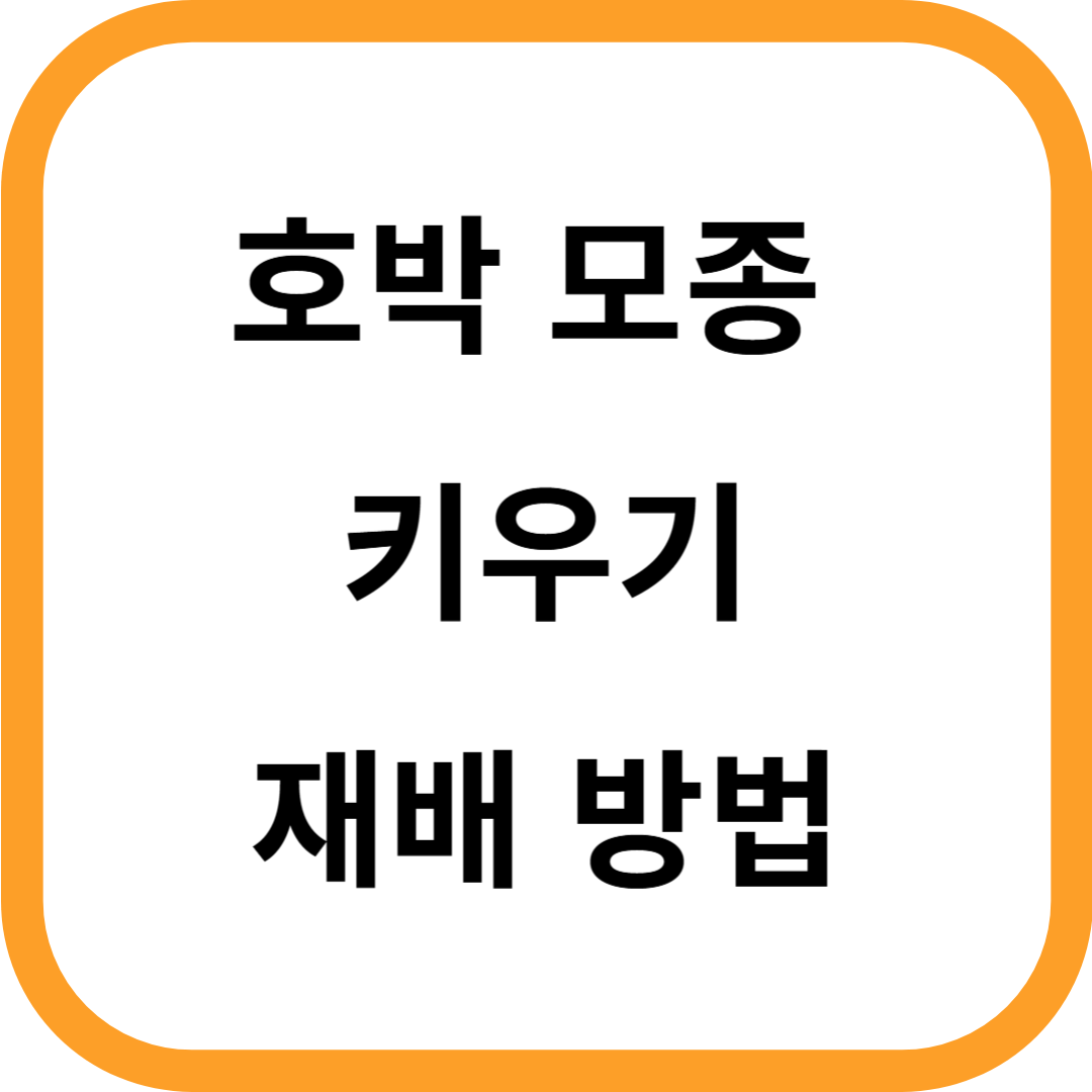 호박 모종 키우기