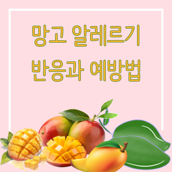 망고 알레르기