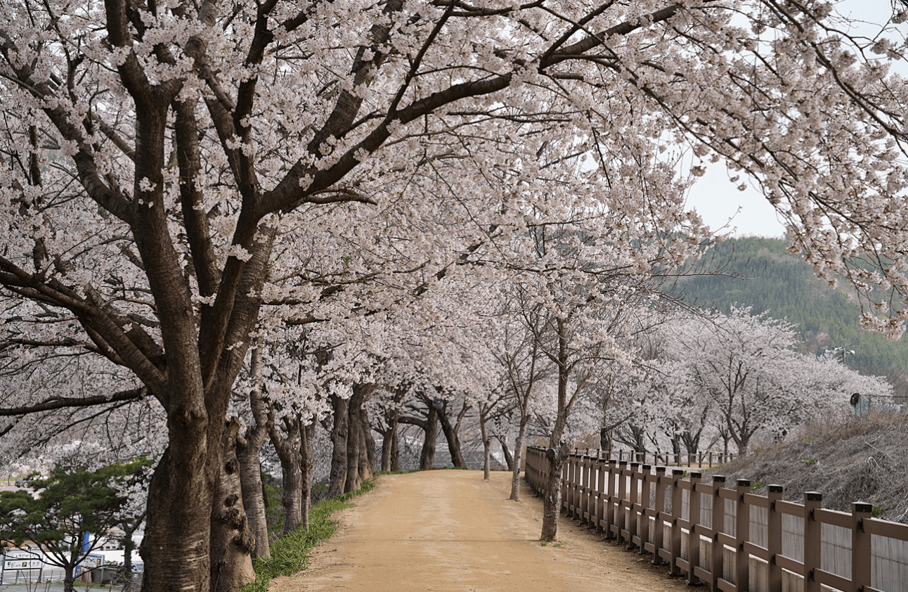 경주 벚꽃 개화시기