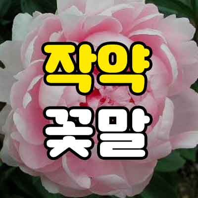 작약 꽃말
