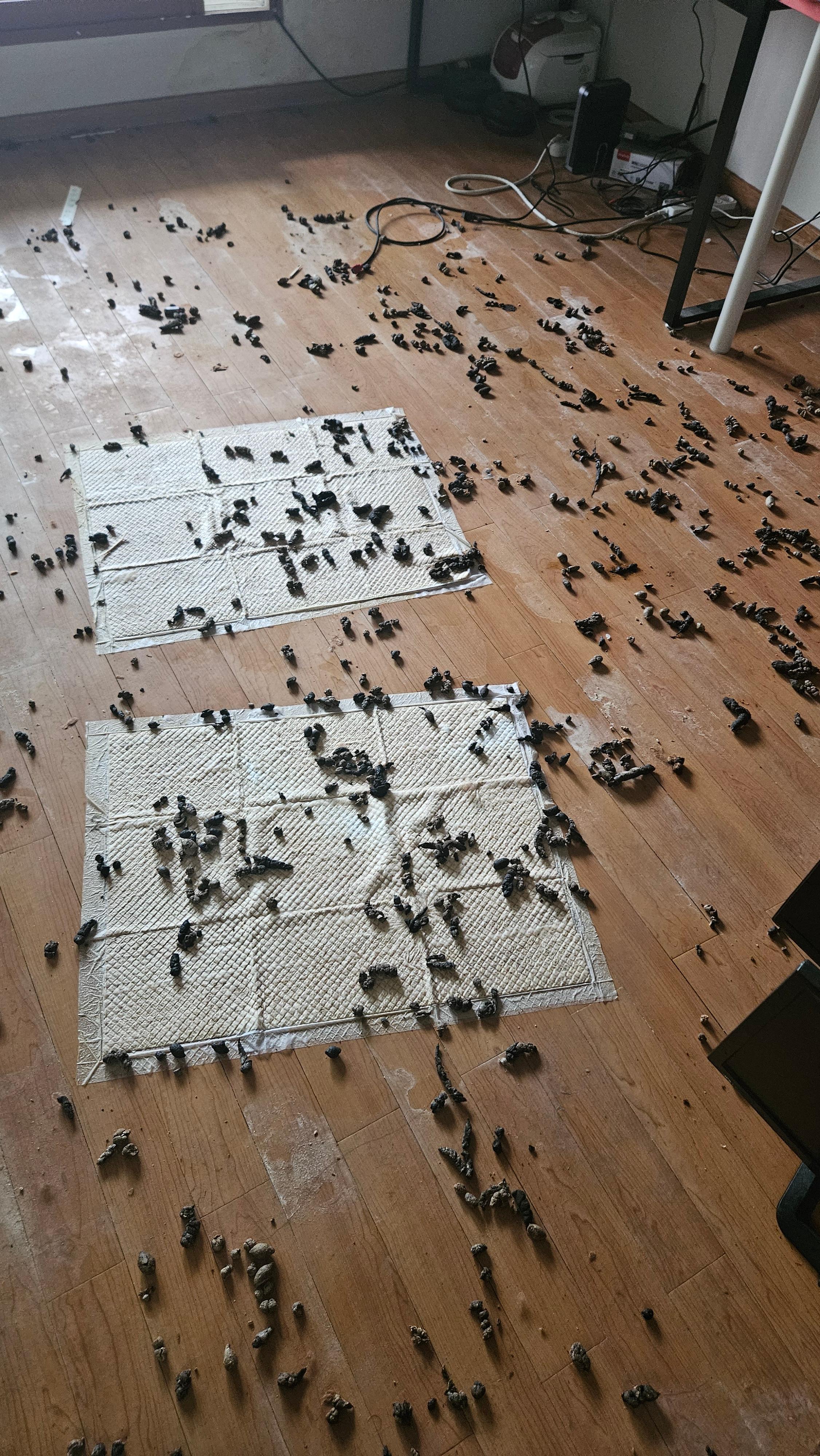 배변패드 위까지 가득한 배설물 클로즈업 - 위생 위험 상태