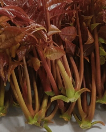 가죽나물고추장장아찌 만드는법