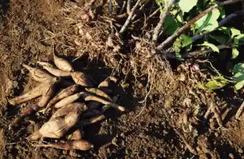 야콘 효능 및 영양성분, 먹는 방법