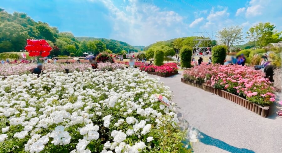 2025년 울산대공원 장미축제: 300만 송이의 장미 향연