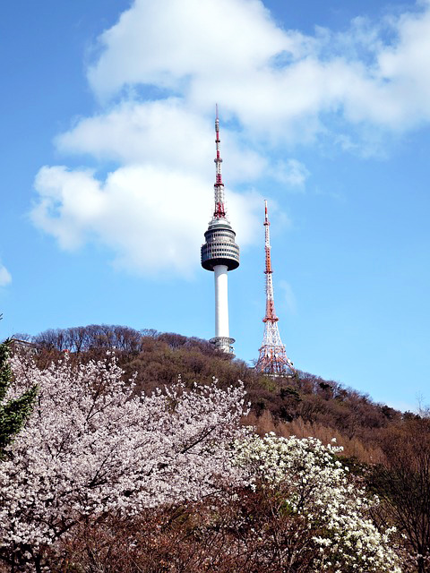 N서울타워 벚꽃 페스티벌 Blossom Tower