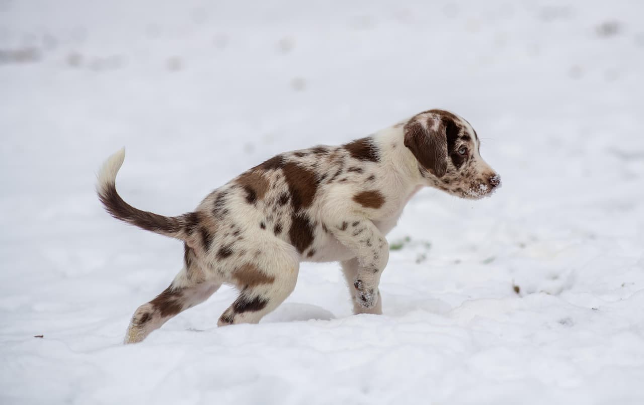 canine atopic dermatitis