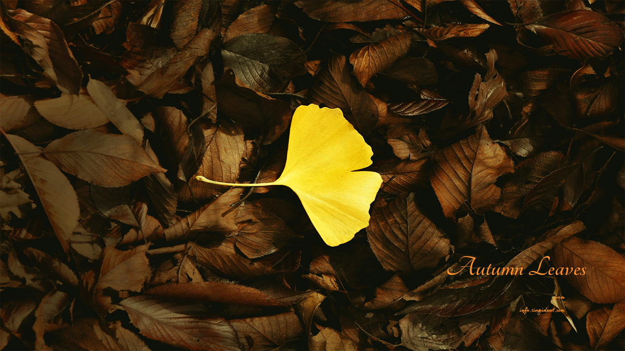 12 노란색 은행나무 잎 C - Autumn Leaves 단풍배경화면