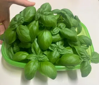 바질 키우기 물주기 수확시기 가지치기 향 유지 실내 허브 가이드_8