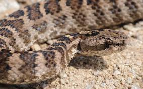 봄, 뱀이 깨어나는 계절-독사 살모사