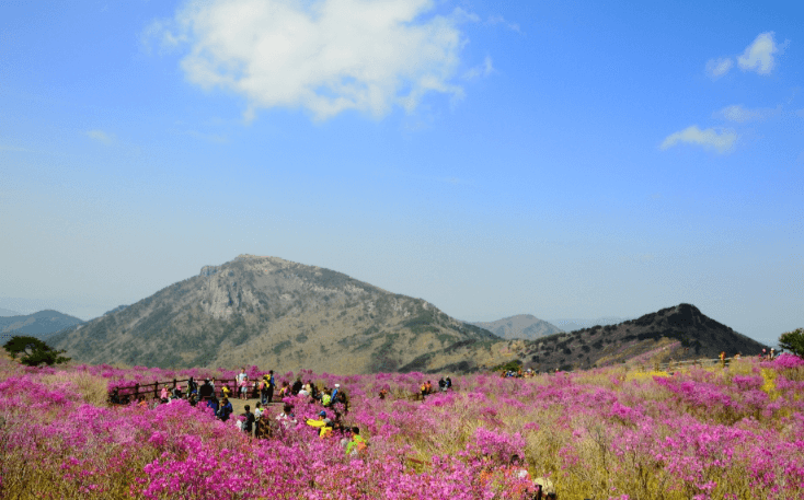 봄꽃 축제 하는 곳
