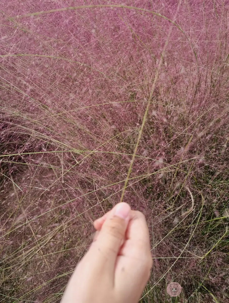 핑크뮬리-줄기