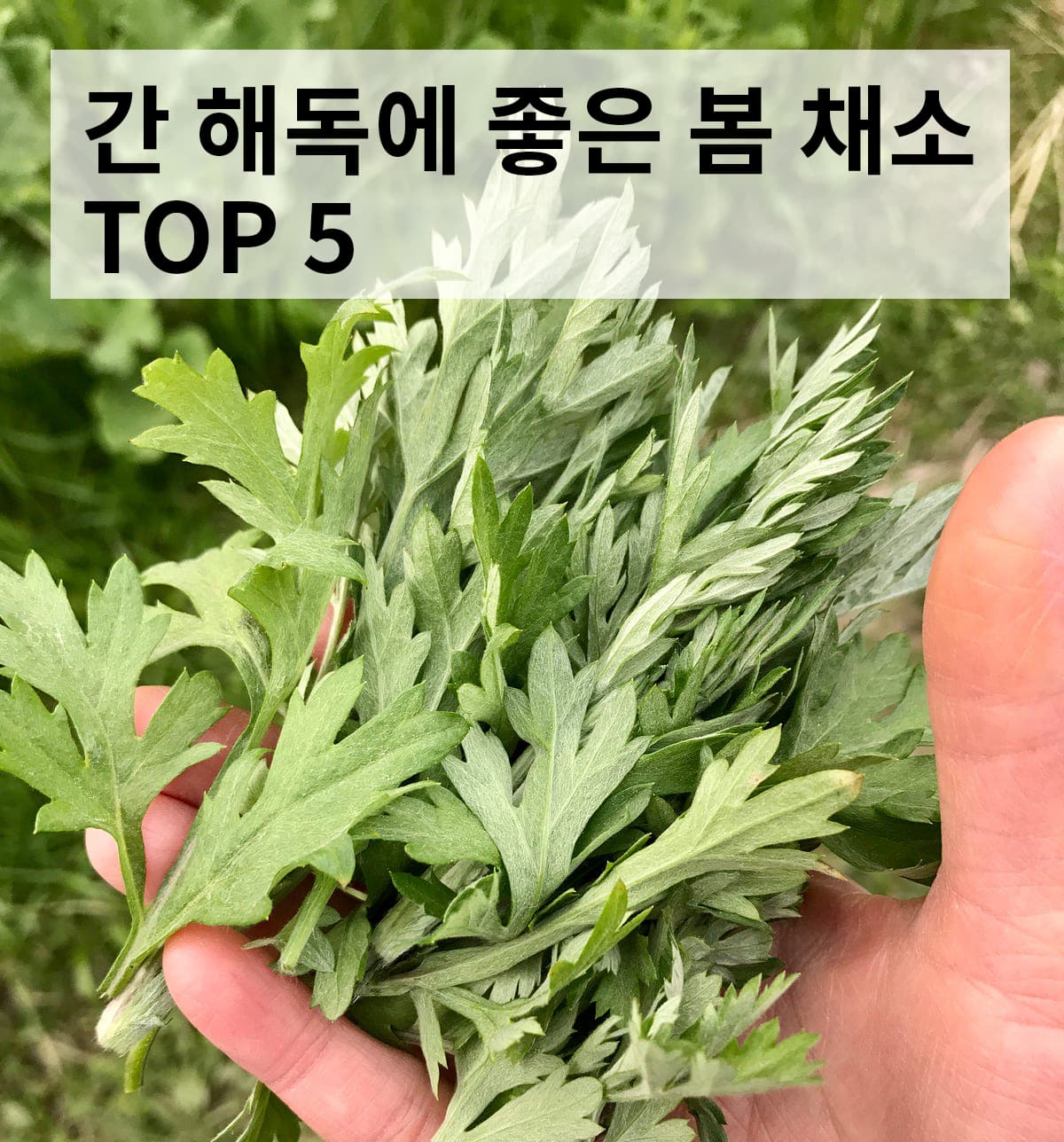 간 해독에 좋은 봄 채소