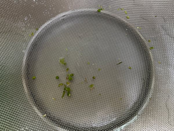 채반에 완두콩 이물질 다소 보임