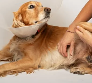 강아지 슬개골 탈구 증상&amp;#44; 수술 비용과 예방까지 한 번에 정리