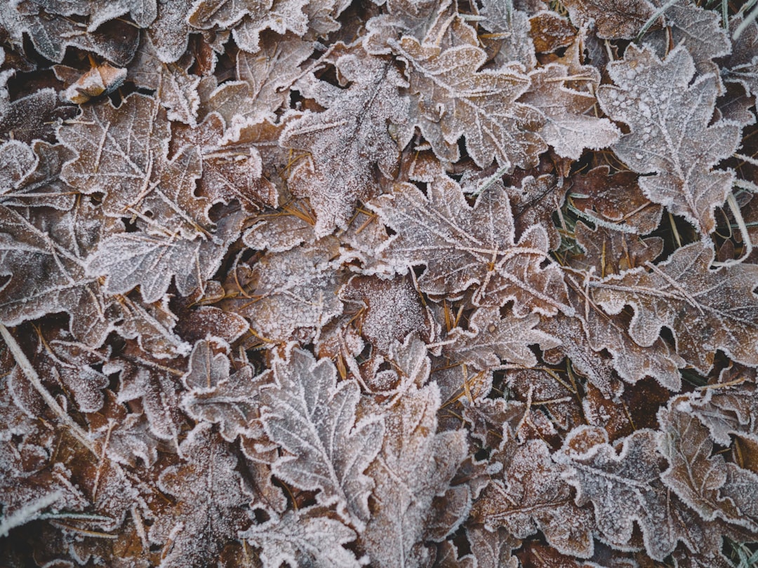Frost