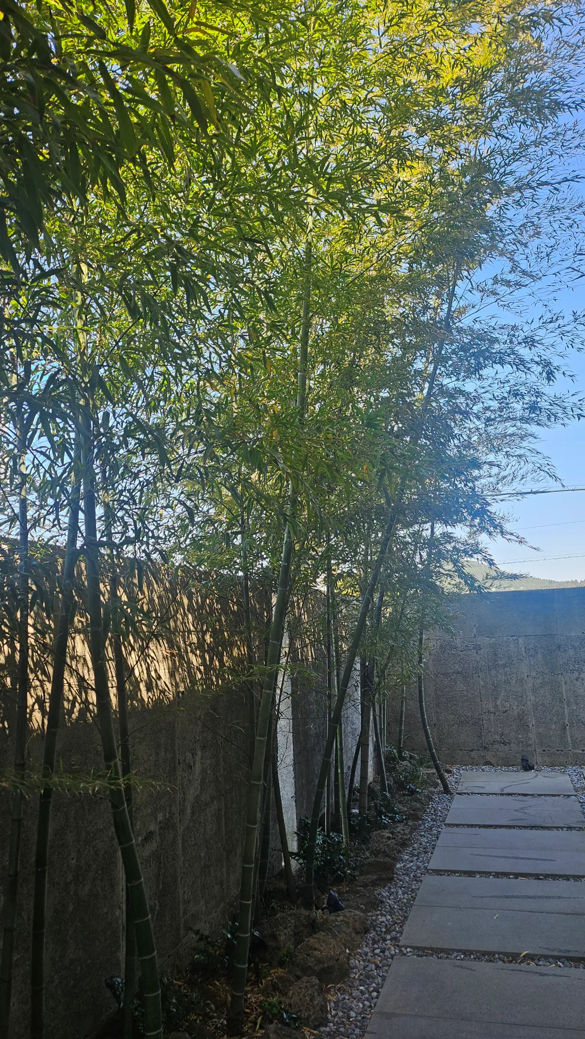 대나무-길-카페-레크레-입구