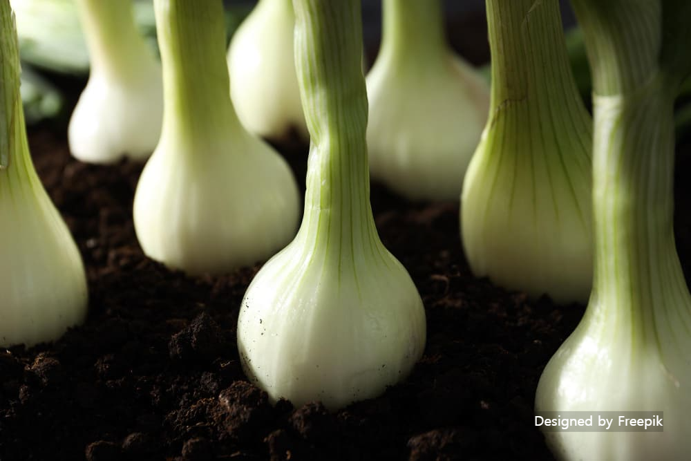 양파 재배 방법