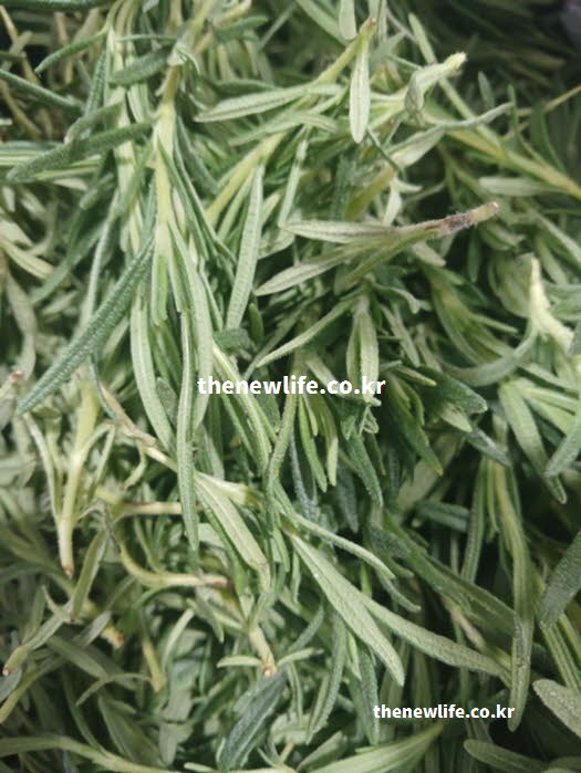 로즈마리 차 효능의 요리 활용과 영양가치 실사진