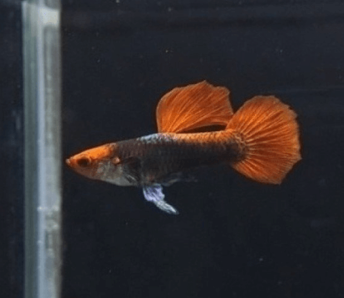 구피 질병 증상(백점병, 마우스펑기, 솔방울병 등)