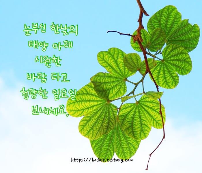 일요일 인사말 이미지